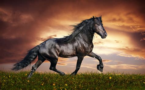 Horse Wallpapers: Free HD Download [500+ HQ] .